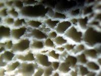 Attēlu rezultāti vaicājumam “Antrodiella semisupina”