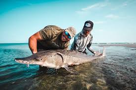 Image result for Acipenser oxyrinchus