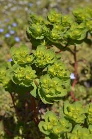 Attēlu rezultāti vaicājumam “Euphorbia helioscopia leaf”