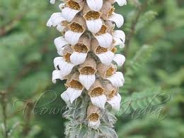 Image result for Digitalis lanata