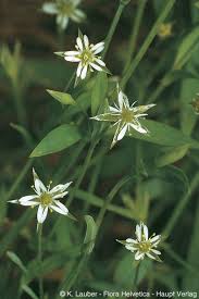 Attēlu rezultāti vaicājumam “Stellaria uliginosa”