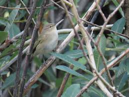 Attēlu rezultāti vaicājumam “Phylloscopus collybita adult”