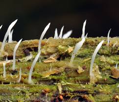 Attēlu rezultāti vaicājumam “Multiclavula mucida”