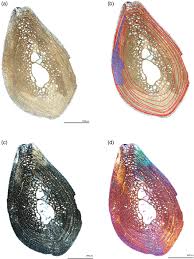 Attēlu rezultāti vaicājumam “Didymium spongiosum macro”