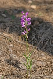 Attēlu rezultāti vaicājumam “Cephalanthera rubra flower”