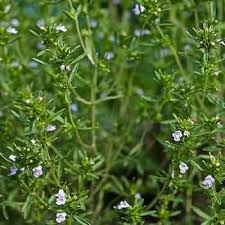 Image result for Satureja hortensis