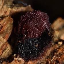 Attēlu rezultāti vaicājumam “Stemonitidaceae”