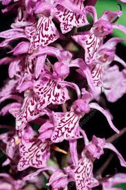 Attēlu rezultāti vaicājumam “Dactylorhiza maculata leaf”