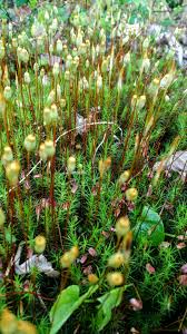 Attēlu rezultāti vaicājumam “Polytrichum juniperinum sporophyte”