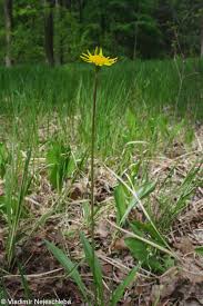 Attēlu rezultāti vaicājumam “Scorzonera humilis leaf”