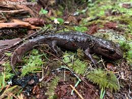 Attēlu rezultāti vaicājumam “Diderma roanense macro”