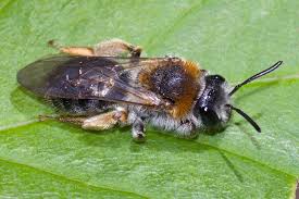 Attēlu rezultāti vaicājumam “Andrena haemorrhoa female”