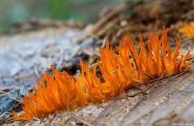 Attēlu rezultāti vaicājumam “Calocera viscosa”