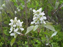 Attēlu rezultāti vaicājumam “Amelanchier spicata fruit”