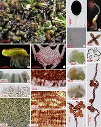 Attēlu rezultāti vaicājumam “Isopaches bicrenatus”