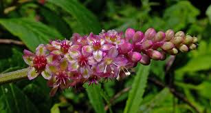 Attēlu rezultāti vaicājumam “Phytolaccaceae”
