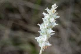 Attēlu rezultāti vaicājumam “Stemonitopsis gracilis”