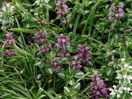 Attēlu rezultāti vaicājumam “Lamium maculatum flower”