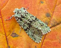 Attēlu rezultāti vaicājumam “Griposia aprilina”