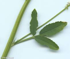 Attēlu rezultāti vaicājumam “Melilotus albus leaf”