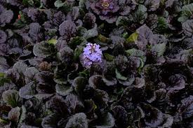Attēlu rezultāti vaicājumam “Ajuga reptans flower”