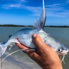 Image result for Bagre marinus