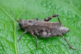 Attēlu rezultāti vaicājumam “Psophus stridulus”