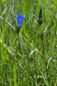 Attēlu rezultāti vaicājumam “Gentiana pneumonanthe flower”