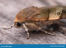 Attēlu rezultāti vaicājumam “Noctua fimbriata larva”