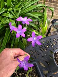 Image result for Campanula patula