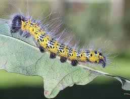 Attēlu rezultāti vaicājumam “Phalera bucephala larva”