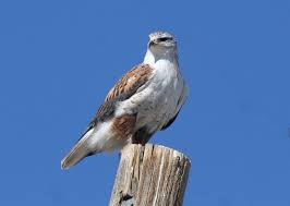 Attēlu rezultāti vaicājumam “Buteo buteo adult”