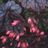 Image result for Heuchera Metallica