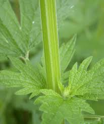 Image result for Leonurus cardiaca