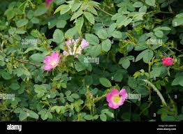 Attēlu rezultāti vaicājumam “Rosa villosa”