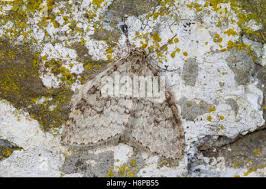 Attēlu rezultāti vaicājumam “Trichopteryx carpinata”