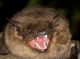 Attēlu rezultāti vaicājumam “Eptesicus serotinus”