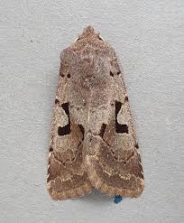 Attēlu rezultāti vaicājumam “Orthosia gothica”