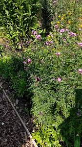 Attēlu rezultāti vaicājumam “Serratula tinctoria flower”