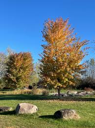 Attēlu rezultāti vaicājumam “Acer saccharinum”