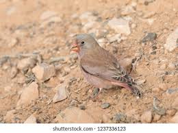 Image result for Bucanetes githagineus