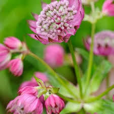 Image result for Astrantia majon `Abbey Road`