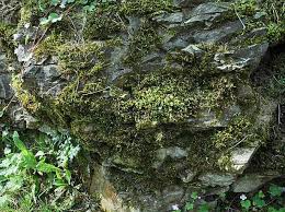 Attēlu rezultāti vaicājumam “Homalothecium sericeum”