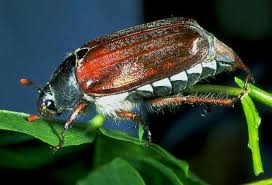 Attēlu rezultāti vaicājumam “Melolontha melolontha”