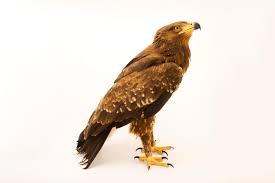 Attēlu rezultāti vaicājumam “Aquila pomarina adult”