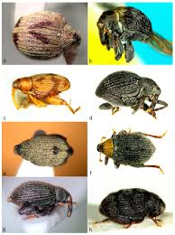Image result for Coleoptera Curculionoidea