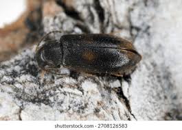 Attēlu rezultāti vaicājumam “Melandrya dubia”