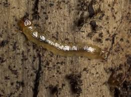 Attēlu rezultāti vaicājumam “Schizotus pectinicornis larva”