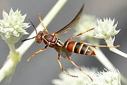 Attēlu rezultāti vaicājumam “Polistes”