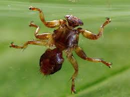 Attēlu rezultāti vaicājumam “Lipoptena cervi”